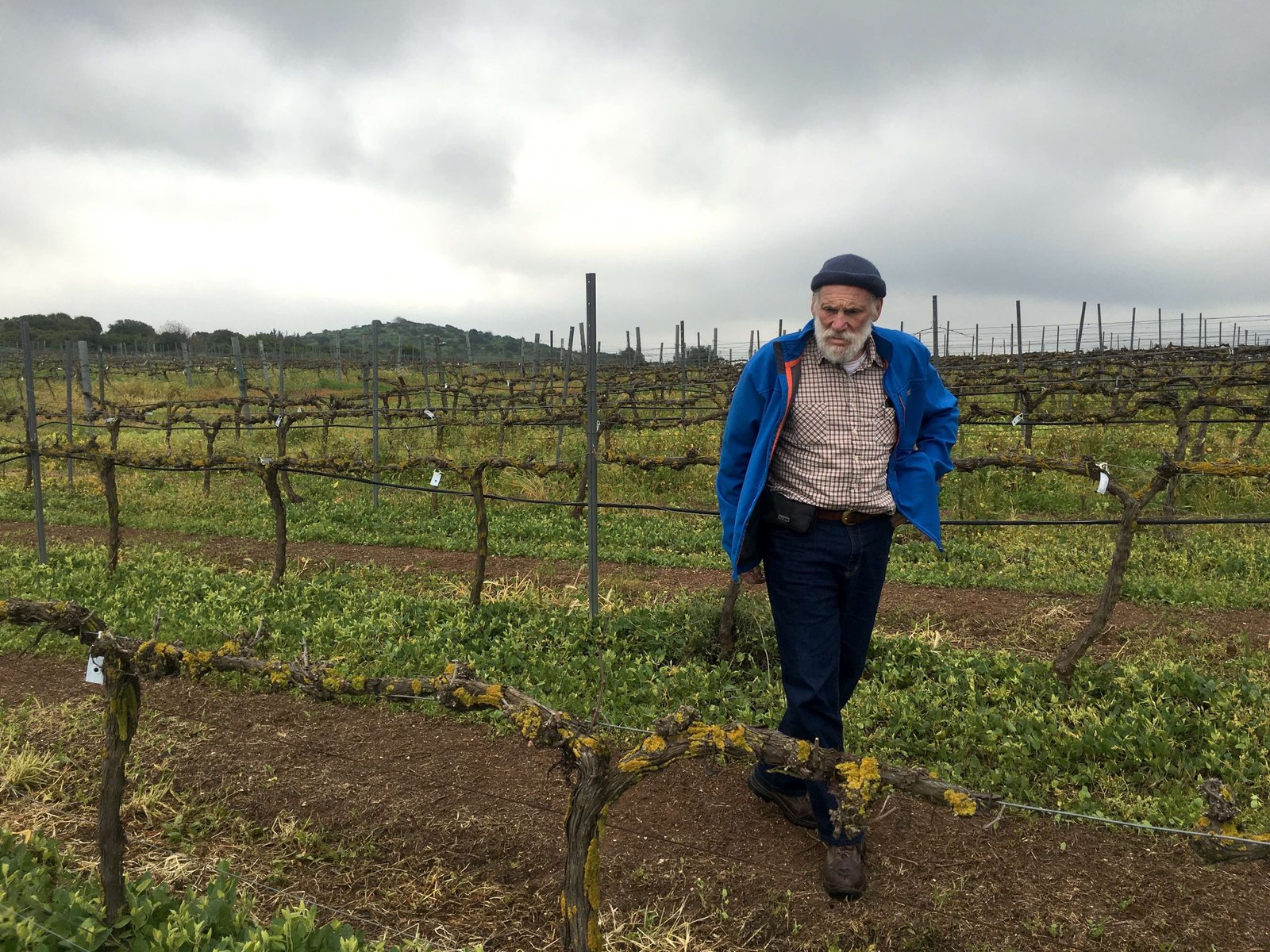 Jerusalem Winery Vineyard