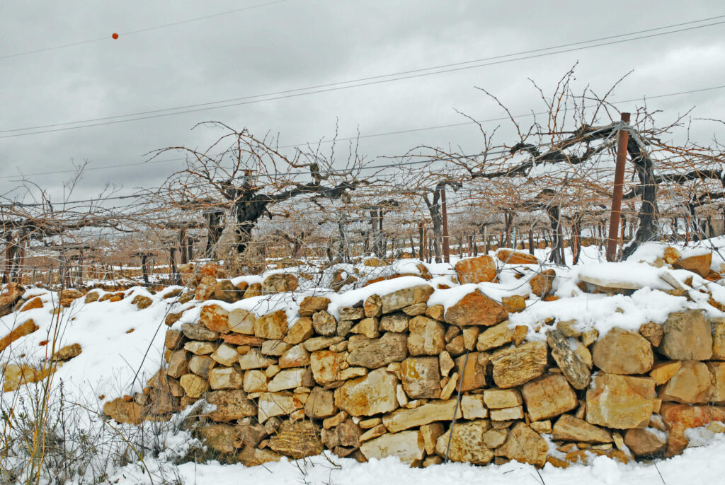 Judaea Vineyards snow