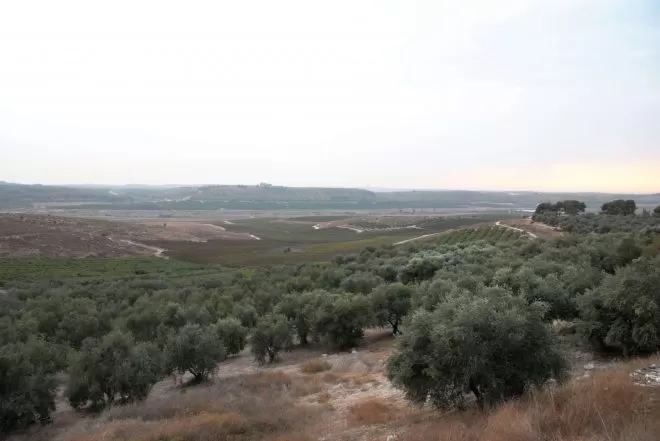 Jerusalem Winery Vineyards