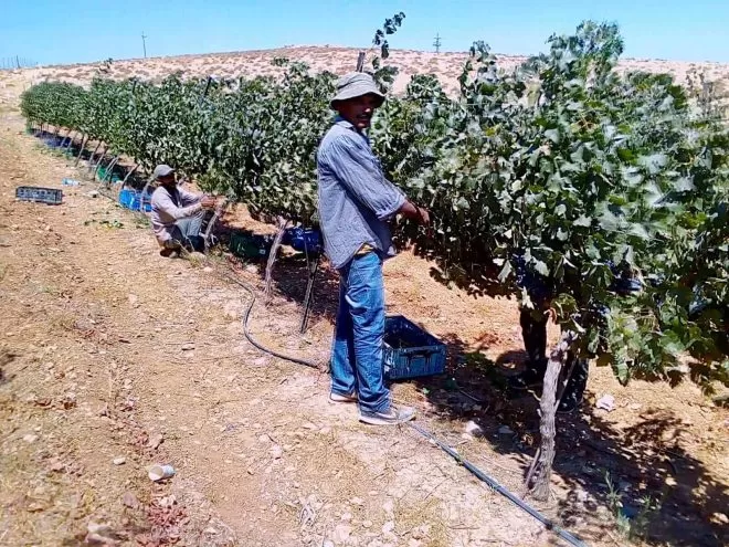Jerusalem Winery Nes Harim vineyards